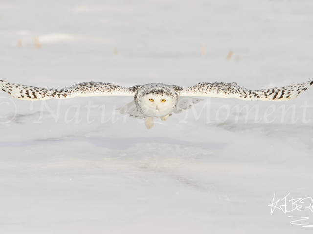 Snowy Owl - Gliding Low