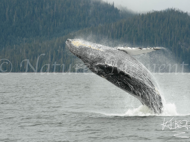 Humpback Whale - Jump for Fun