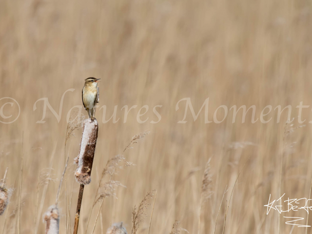 Reed Warbler - Bullrush Balance