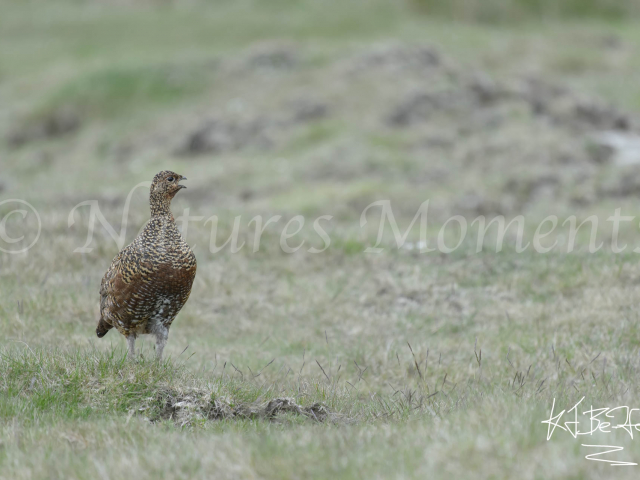 Red Grouse - On The Lookout