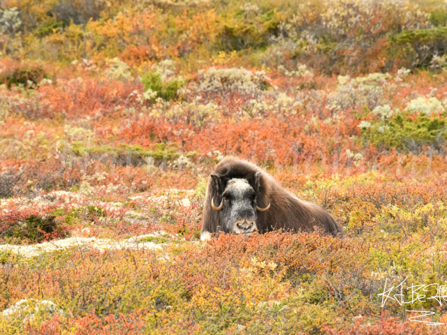 Musk Ox - Laying in the Alpine Tundra