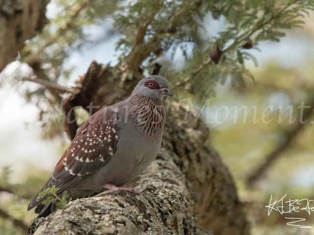 Speckled Pigeon - Under The Canopy