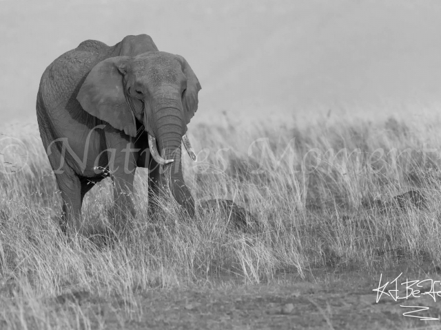 African Bush Elephant - In The Long Grass