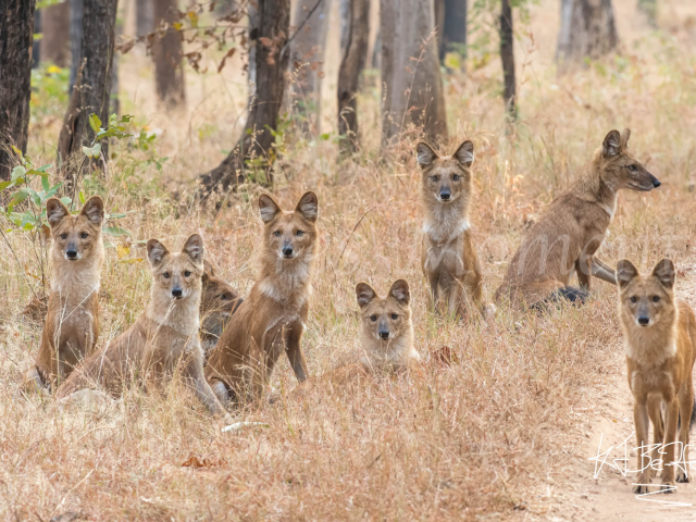 Wild Dog - The Pench Pack