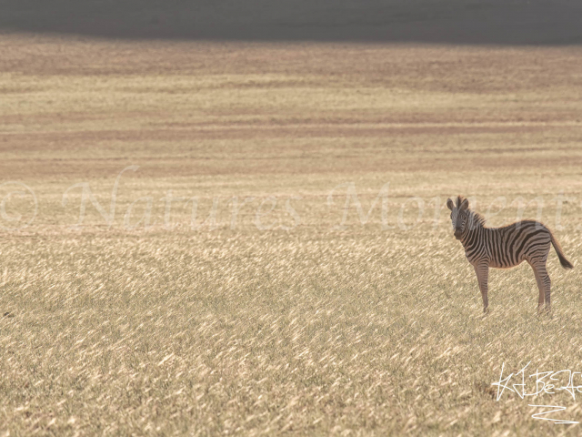 Namib Naukluft Park - Zebra In Morning Light