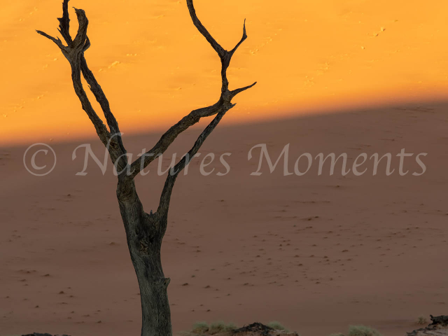 Deadvlei - Sunrise Portrait
