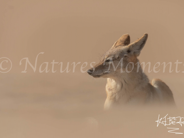 Jackal - Relaxing in the Wind