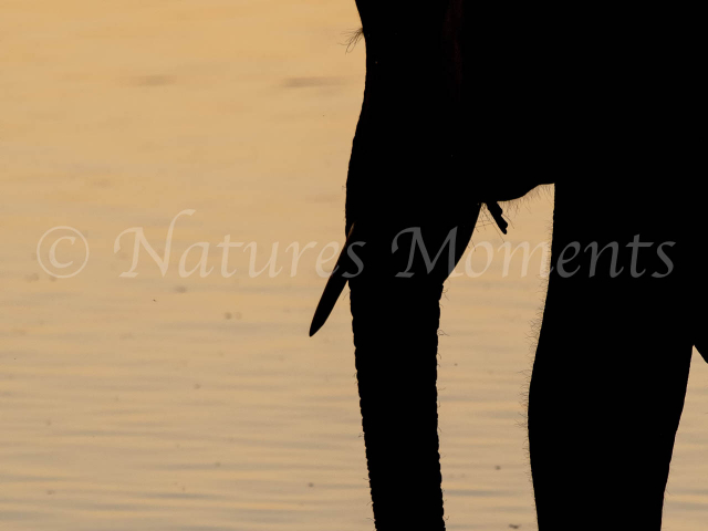 African Bush Elephant - Trunk Silhouette