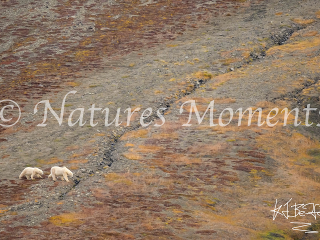 Grey Shades of Bear, Nordfjorden, Svalbard
