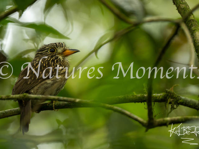 White-chested Puffbird, Colombia